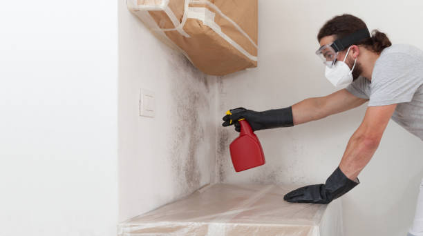 Professional Basement Mold Remediation technician working in Franklin, GA