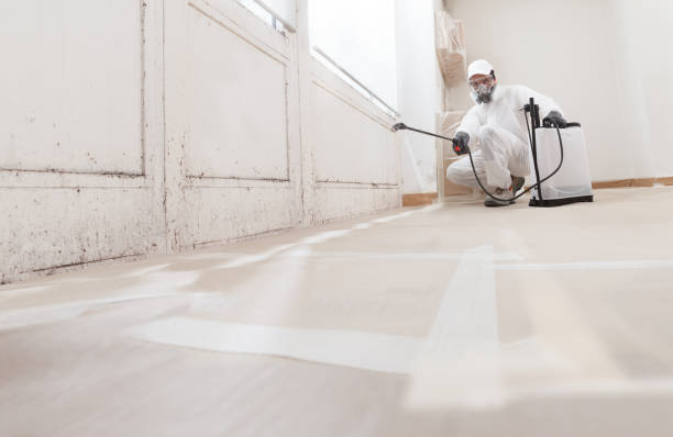 24/7 Emergency Basement Mold Remediation experts in Franklin, GA