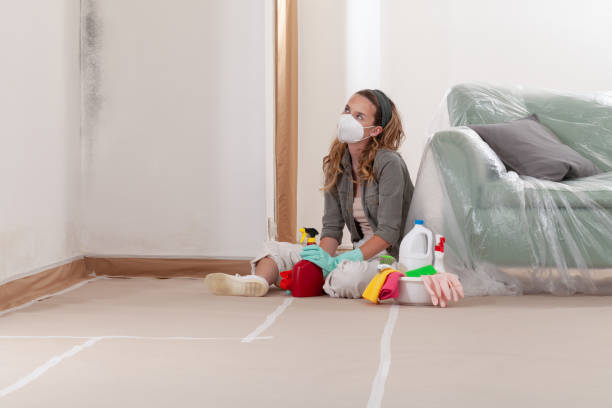Reliable Basement Mold Remediation contractor in Franklin, GA by Mold Remediation HQ